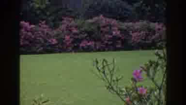 Florida (1941): Camera Panning From Left To Right Focusing On A Bush Of Flowers