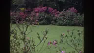 Florida (1941): Beautiful Garden With Pink Flowers