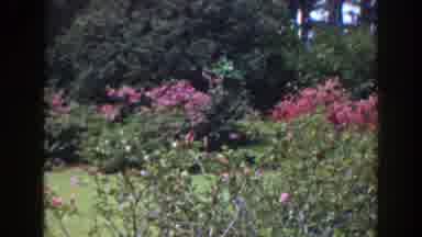 Florida (1941): A Peaceful Butterfly Roaming Through Amazing Greenery Mixed With