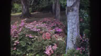 Florida (1941): Pink And White Flowers Fields With Big Trees In The Background