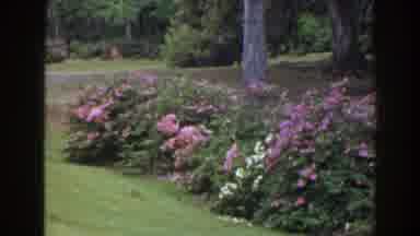 Florida (1941): View Of Purple Blooming Flowers In Green Garden On A Clear Day