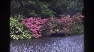 Florida (1941): A Lot Of Beautiful Flowers And A Forest Near A Small River