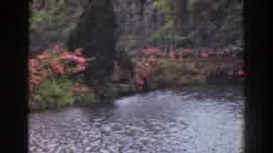Florida (1941): Park Like Setting Around Body Of Water With Shrubs Pink Flowers