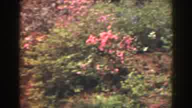 Florida (1941): Pink Flowers Are Everywhere