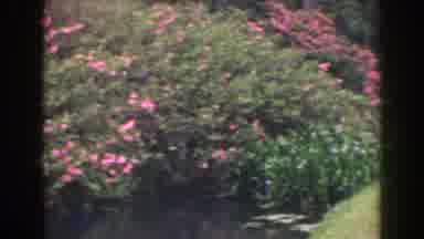 Florida (1941): Pink Flowers Blooming In Green Garden On A Clear Day