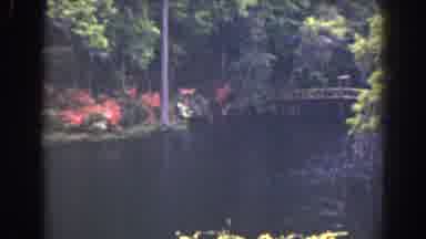 Florida (1941): River Flowing Under A Bridge And Surrounded By Colorful Foliage