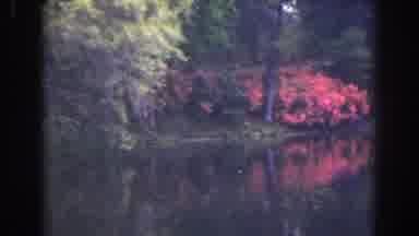 Florida (1941): View Of Blooming Red Flowers By Still Pond On A Clear Day