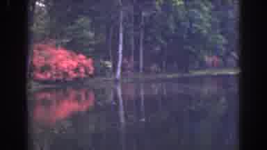 Florida (1941): Red Flowers Blooming By Still Pond On A Clear Day