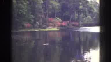 Florida (1941): Wide Angle Film Of Fresh Water Pond In Summer And Bountiful Pink