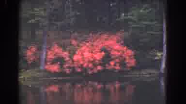 Florida (1941): A View Of A Lake And Some Rose Bushes In Bloom