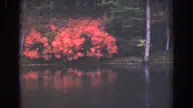 Florida (1941): Viewing Orange And Pink Flowers Trees Around The A Calm Lake