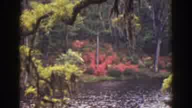 Florida (1941): Windy Summer Day On The Bayou