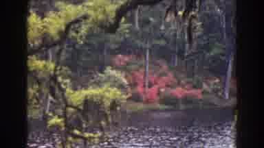 Florida (1941): A Video Showing Nature And The Way The River Flows