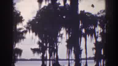 Florida (1941): Trees Growing In The Water With Land In The Horizon