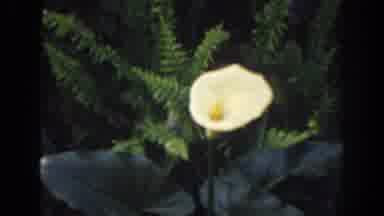 Florida (1941): A Lake With Lily Pads And Then Two Yellow Flowers Near A Bush