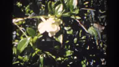 Florida (1941): Ornamental Plants Bearing Flowers With Shiny Leaves Growing