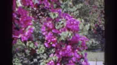 Florida (1941): Beautiful Flowers That Bring Back The Time Of When We Could Go
