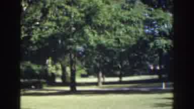 Florida (1941): Several Trees Apparently In A Park Or Forest