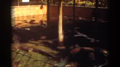 Fort Lauderdale Florida (1967): View Of Alligator Feeding Frenzy In Stone