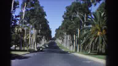 Perth Australia (1967): A Road Is Surrounded On Both Sides By Rows Of