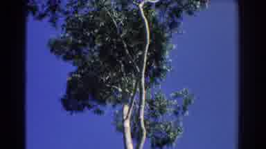 Perth Australia (1967): A Eucalyptus Tree Sways In The Breeze On A Sunny Day