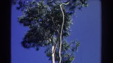 Perth Australia (1967): Two Rows Of Tall Trees With Green Heads Of Leaves Rustling