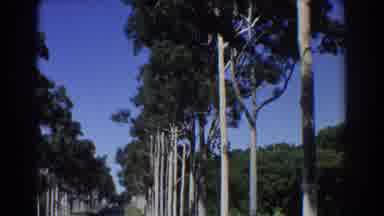 Perth Australia (1967): Streets Flanked On Both Sides By Trees Grassy Fields Next