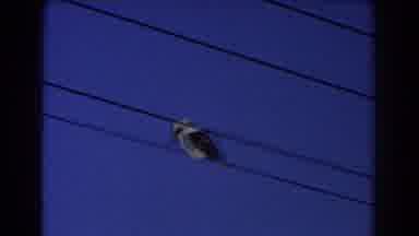Sydney Australia (1967): Unique Black And White Long Billed Bird Sit On Electrical