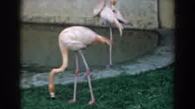 Florida (1957): Video Of A Group Of Pink Flamingos Near A Small Pond Eating And