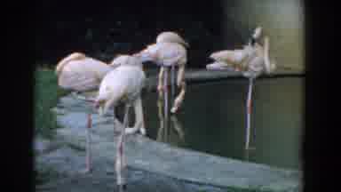 Florida (1957): A Flock Of Flamingos Standing In And Next To A Small Man Made Pond