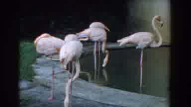 Florida (1957): Estate Contains Domesticated Flamingos Drinking From Fountains And