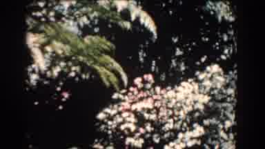 Florida (1957): White Flowers In Bloom During Summer