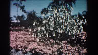 Florida (1957): It Looks To Be Hot Forest In Panama Region
