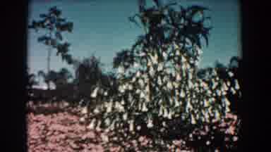 Florida (1957): Taking A Tour Of A Garden Like Park With A Lake