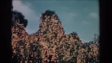 Florida (1957): Dead Kudzu Blankets A Group Of Trees