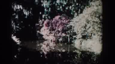 Florida (1957): Beautiful Water Flower Scene