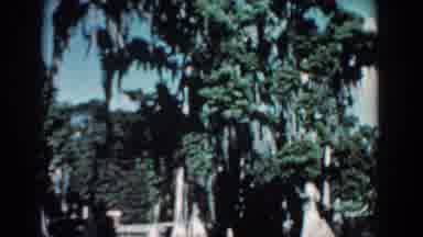 Florida (1957): Several Green Trees Are Revealed Next To One Another On A