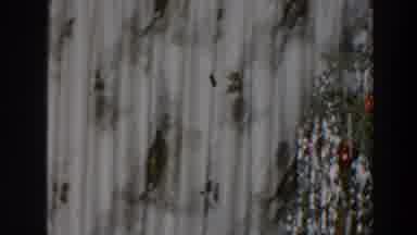 Wheeling Ohio (1957): Christmas Decoration In A House With A Christmas Tree