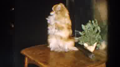 Wheeling Ohio (1957): Small Brown Dog Trained For Tricks With Small Treats On