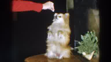 Wheeling Ohio (1957): Person Wearing Red Shirt Gives Treat To White And Tan Dog