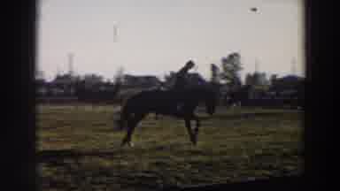 Wheeling Ohio (1957): Person Thrown From Bucking Bronco At Rodeo On A Sunny Day