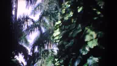 Florida (1958): Tall Palm Trees Among Other Trees On A Cloudy Day