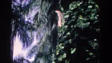 Florida (1958): Flaming Flock On The Land Some Sleeping Under Tropical Trees