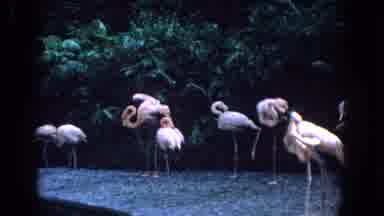 Florida (1958): Vintage Video Of Pink Flamingos