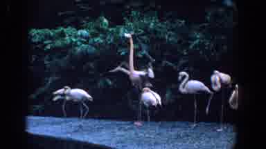 Florida (1958): Five Flamingos Look To See Who Will Rise Victorious In The Mating