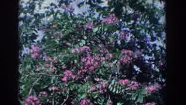 Florida (1958): Big Swaying Tree With Pink Flowers And Small Green Leaves
