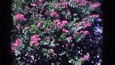 Florida (1958): Blossoming Pink Flowers In Bush
