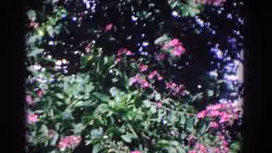 Florida (1958): The Beauty Of The Outdoors And Everything In It From The Colors To