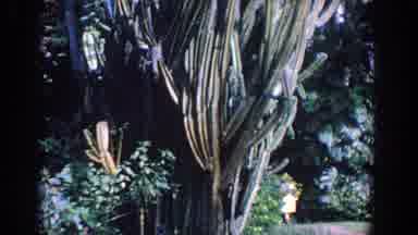 Florida (1958): Large Cactus In Park With Three White Ducks