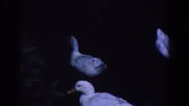 Florida-1958: White Ducks At Night In A Park With Blue Tinted Illumination